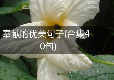 奉献的优美句子(合集40句)