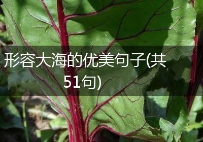 形容大海的优美句子(共51句)