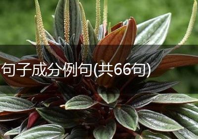 句子成分例句(共66句)