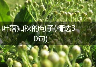 叶落知秋的句子(精选30句)