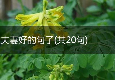 夫妻好的句子(共20句)