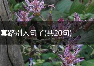 套路别人句子(共20句)