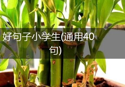 好句子小学生(通用40句)