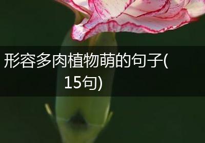 形容多肉植物萌的句子(15句)