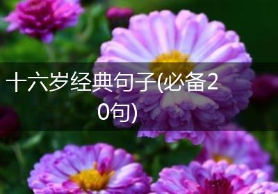 十六岁经典句子(必备20句)