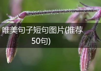 唯美句子短句图片(推荐50句)