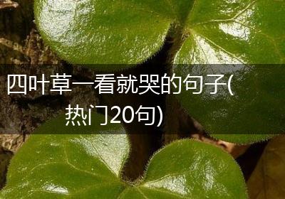 四叶草一看就哭的句子(热门20句)