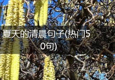 夏天的清晨句子(热门50句)
