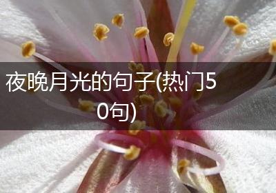 夜晚月光的句子(热门50句)