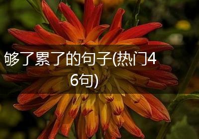 够了累了的句子(热门46句)