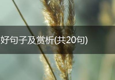 好句子及赏析(共20句)