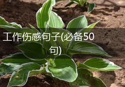 工作伤感句子(必备50句)