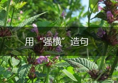 用“强横”造句