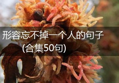 形容忘不掉一个人的句子(合集50句)