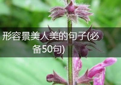 形容景美人美的句子(必备50句)