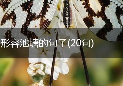 形容池塘的句子(20句)