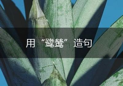 用“鹭鸶”造句