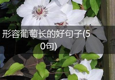 形容葡萄长的好句子(50句)