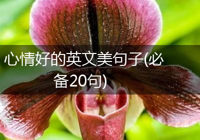 心情好的英文美句子(必备20句)