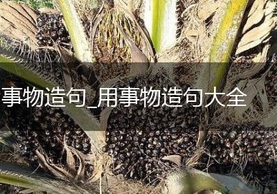事物造句_用事物造句大全