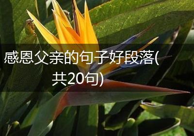 感恩父亲的句子好段落(共20句)