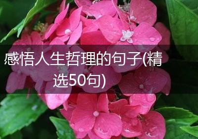 感悟人生哲理的句子(精选50句)