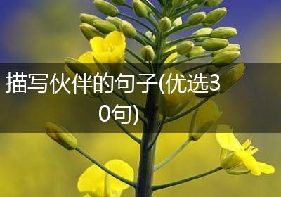 描写伙伴的句子(优选30句)