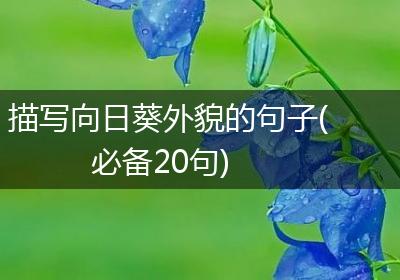 描写向日葵外貌的句子(必备20句)