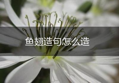 鱼翅造句怎么造