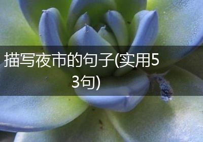 描写夜市的句子(实用53句)