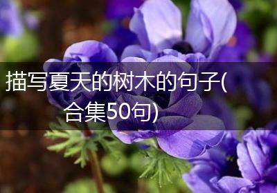 描写夏天的树木的句子(合集50句)