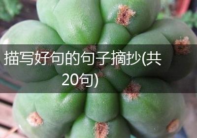 描写好句的句子摘抄(共20句)