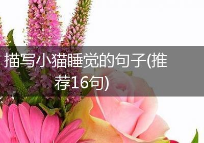 描写小猫睡觉的句子(推荐16句)