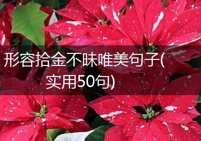 形容拾金不昧唯美句子(实用50句)