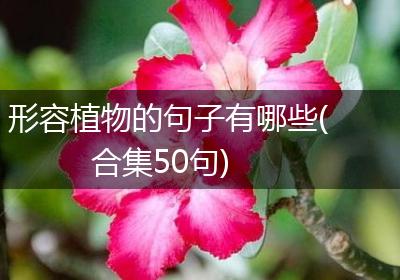 形容植物的句子有哪些(合集50句)