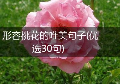 形容桃花的唯美句子(优选30句)
