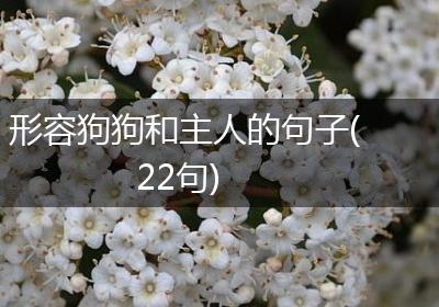 形容狗狗和主人的句子(22句)