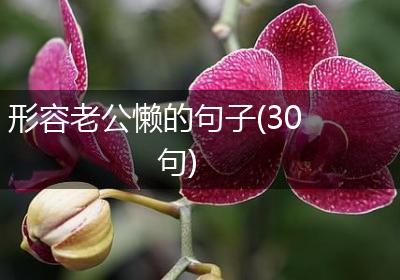 形容老公懒的句子(30句)