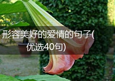 形容美好的爱情的句子(优选40句)