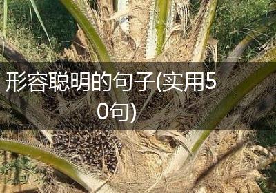 形容聪明的句子(实用50句)