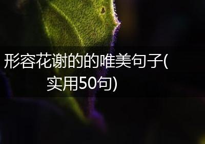 形容花谢的的唯美句子(实用50句)