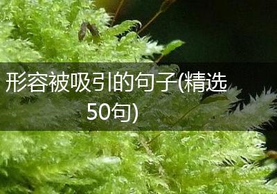 形容被吸引的句子(精选50句)