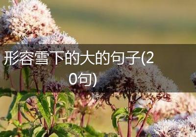 形容雪下的大的句子(20句)