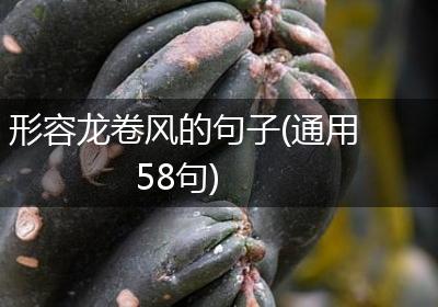 形容龙卷风的句子(通用58句)