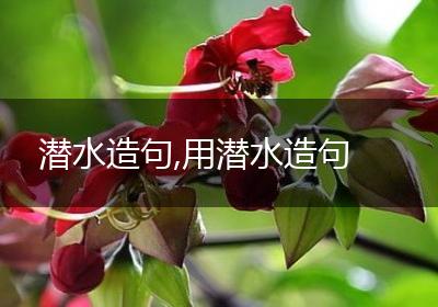 潜水造句,用潜水造句