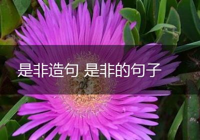 是非造句 是非的句子