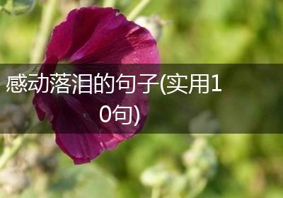 感动落泪的句子(实用10句)