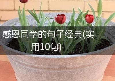 感恩同学的句子经典(实用10句)