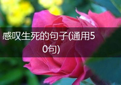 感叹生死的句子(通用50句)