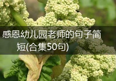 感恩幼儿园老师的句子简短(合集50句)